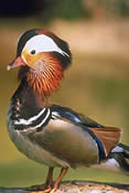 Mandarin Duck