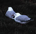 Gulls