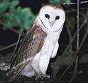 Barn Owl